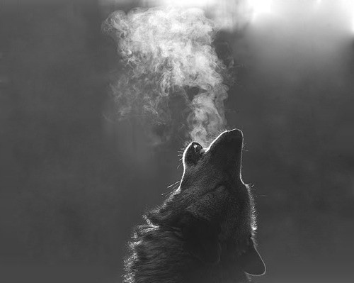 wolf mist