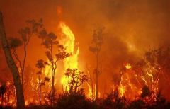 Australia Burning